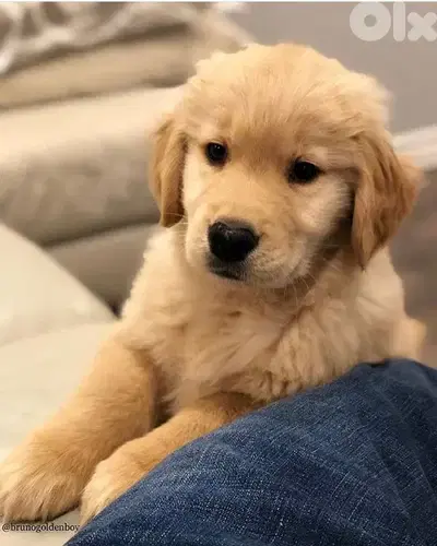 Golden Retriever Pure Puppies/ dog كلاب