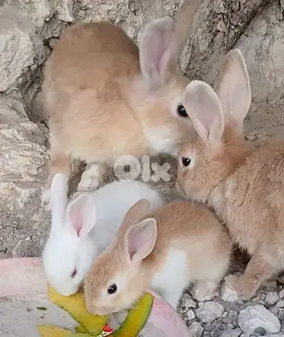 أرنب صغير وكبير