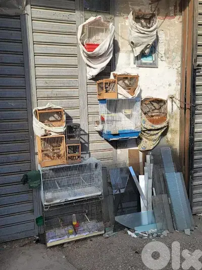 ذكرين ح$ون العمر سنتين