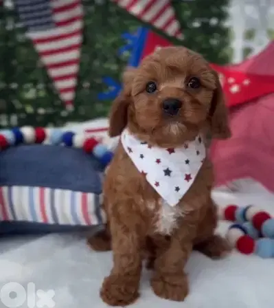 Cavapoo Imported Red Brown
