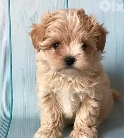 Imported Cavapoo light brown puppy
