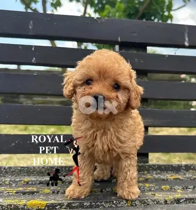 Teacup Imported Maltipoo Puppy