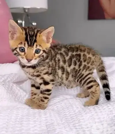 Pure & Special Bengal Kittens Available/ cat قطط بنغال