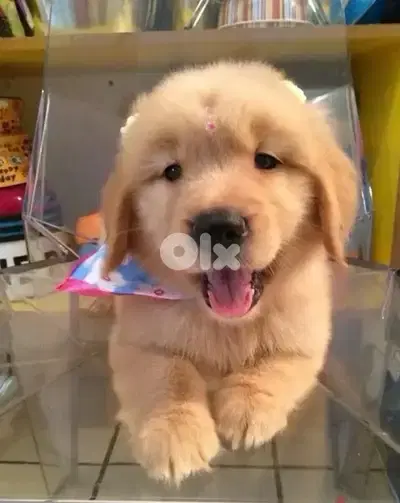 Pure breed Golden Retriever puppy available in store & delivery كلب