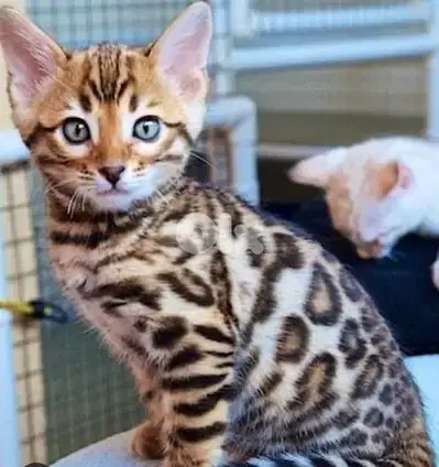 Bengal Kitten