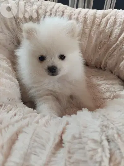 Cute Loulou Spitz puppy available In store & delivery كلب Dog