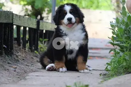 Bernese Mountain Dog Puppies/ dog كلاب