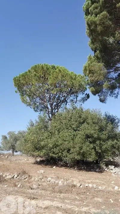 Land for sale in Marjeyoun | أرض للبيع في مرجعيون