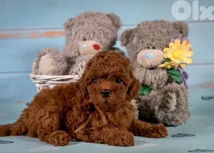 Toy Poodle Puppies/ dog كلاب
