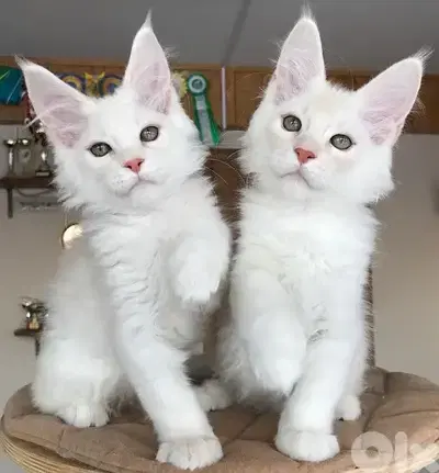 imported white Mainecoon maine coon plus DELIVERY