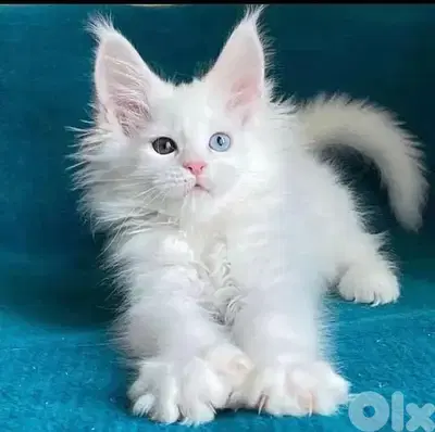 MaineCoon Maine Coon Kitte  imported