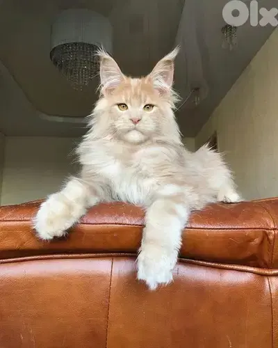 Imported Maine Coon Kittens/ cat قطط
