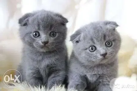 Cute Scottish Fold Kitten Available cat قطط