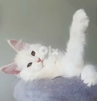 Imported white Maine Coon Available on order Mainecoon