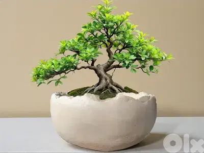Concrete pot for bonsai