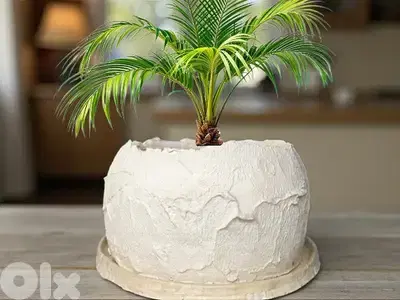 Concrete pot