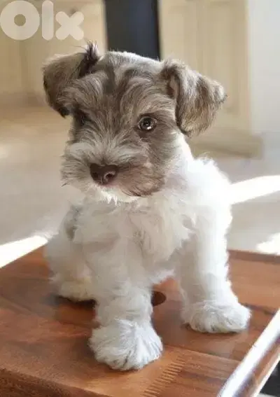 High quality Miniature Schnauzer puppy order processed upon request