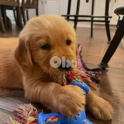 Red Golden Retriever Puppy