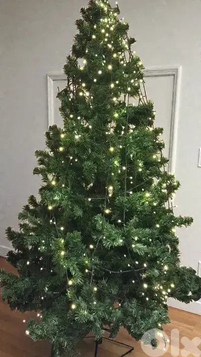 Sapin