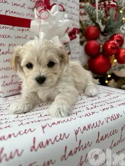 Adorable teacup Maltipoo puppy