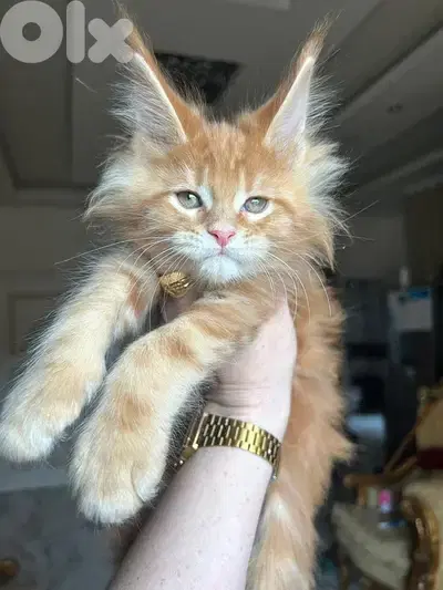 Imported Maine Coon ( Mainecoon )