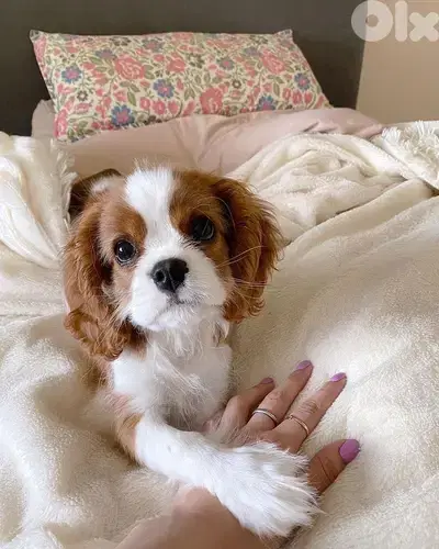 Charming Cavalier King Charles Puppies Available In Store & Delivery!!
