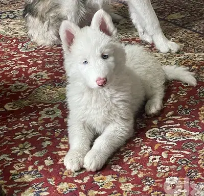 siberian husky , pure breed