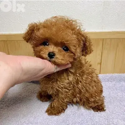 Adorable toy Poodle Puppies Available In Store & Delivery|Imported