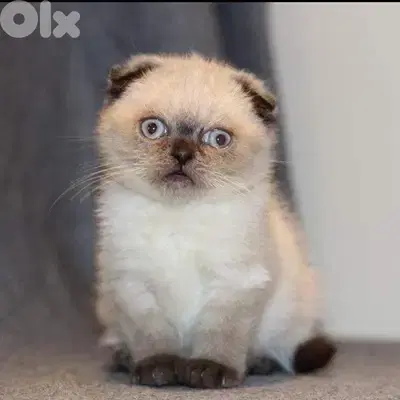 scottish fold color point