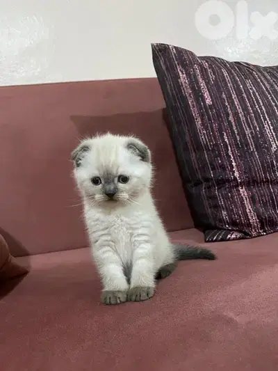scottish love kitten