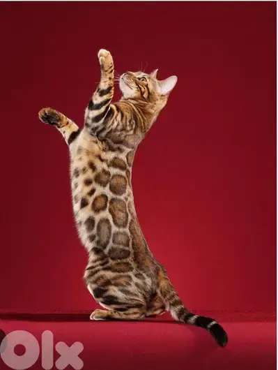 Pure Bengal kitten