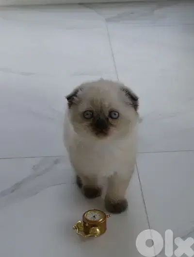 Scottish Fold kitten Cat قطط