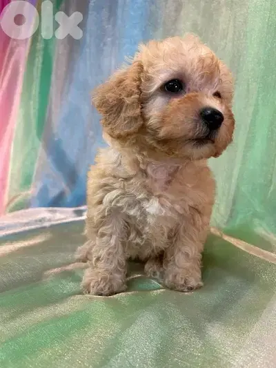 Imported Toy Goldendoodle Cream puppy