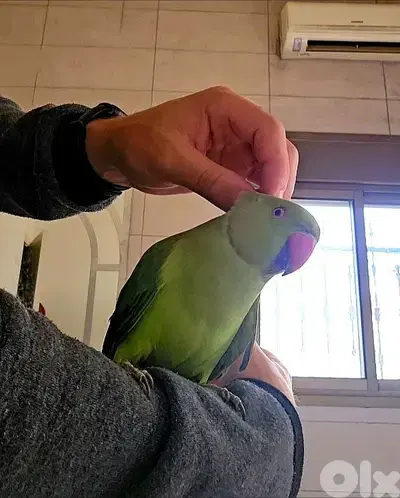 Friendly Tamed  Indian Ringneck Parrot dora ببغاء دره