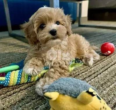 toy goldendoodle imported