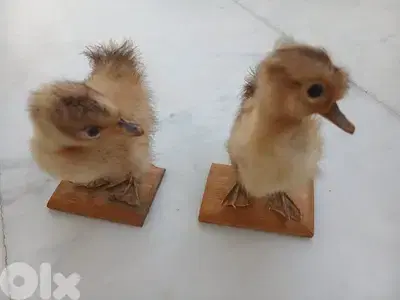 بطة تحفة