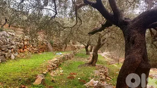 lands for sale Autostrade Batroun-Ouraارض للبيع اوتوسترادالبترون-عورا
