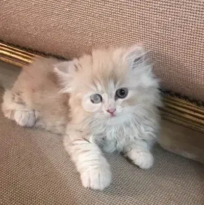 Persian Gold kitten