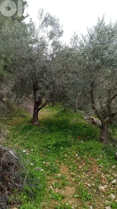 أرض للبيع في كفرنيس الشوف land for sale in chouf