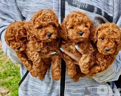 Compact red brown Toy poodle puppies available! We Deliver! كلب