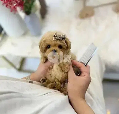 Special Toy Maltipoo Puppies | dog كلاب