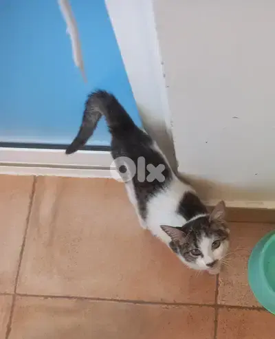 بسينات للتبني
