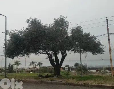 Aged olive trees