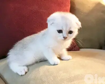 Adorable Scottish Fold kitten available in store & delivery