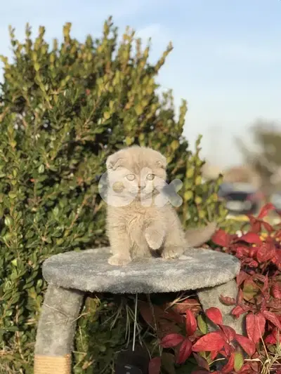 Sweetest Scottish fold kitten available in store & delivery