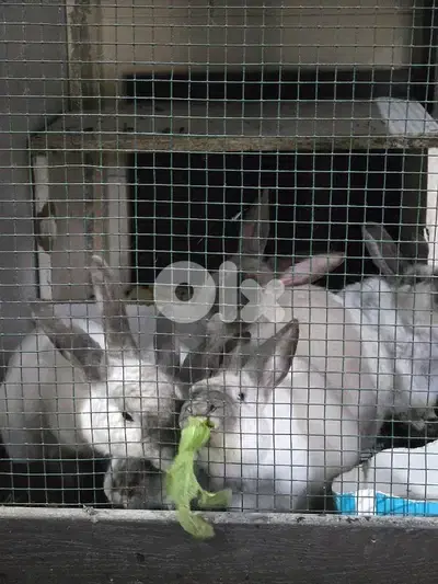 rabbits/ارانب