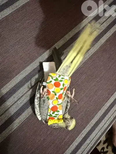 verry friendly cockateil