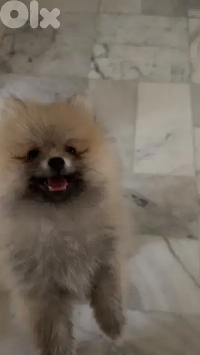 5 months old Pomeranian