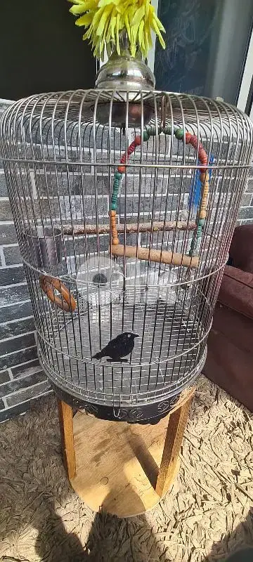 stainless steel cage