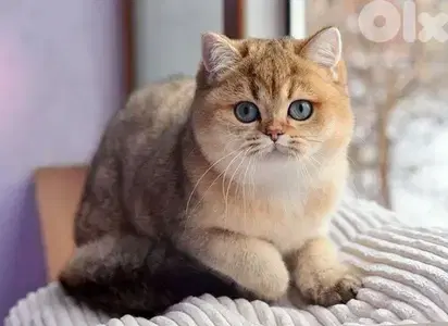 British Golden Chinchilla Kitten -Imported-Available in Store